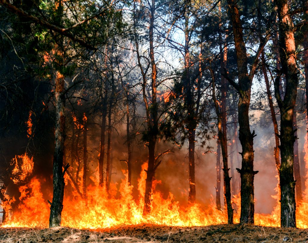 Coniferous forest in fire